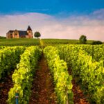 News du vin