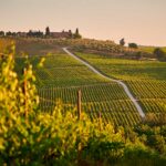 News du vin