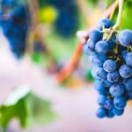News du vin