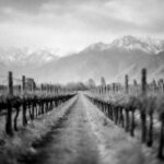 News du vin