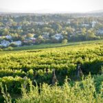 News du vin