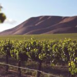 News du vin