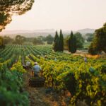 Récolte 2025 : la production française retombe à 37,4 Mhl, soit −13 % sous la moyenne News du vin