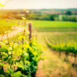 News du vin