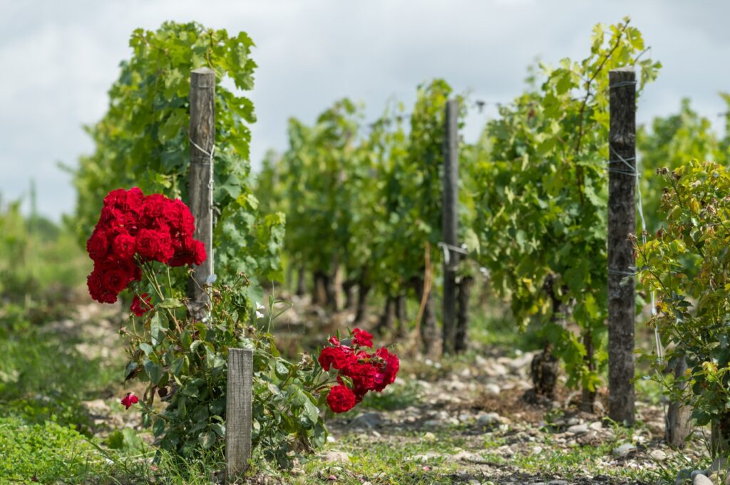 Le Médoc: Terre de Grands Crus