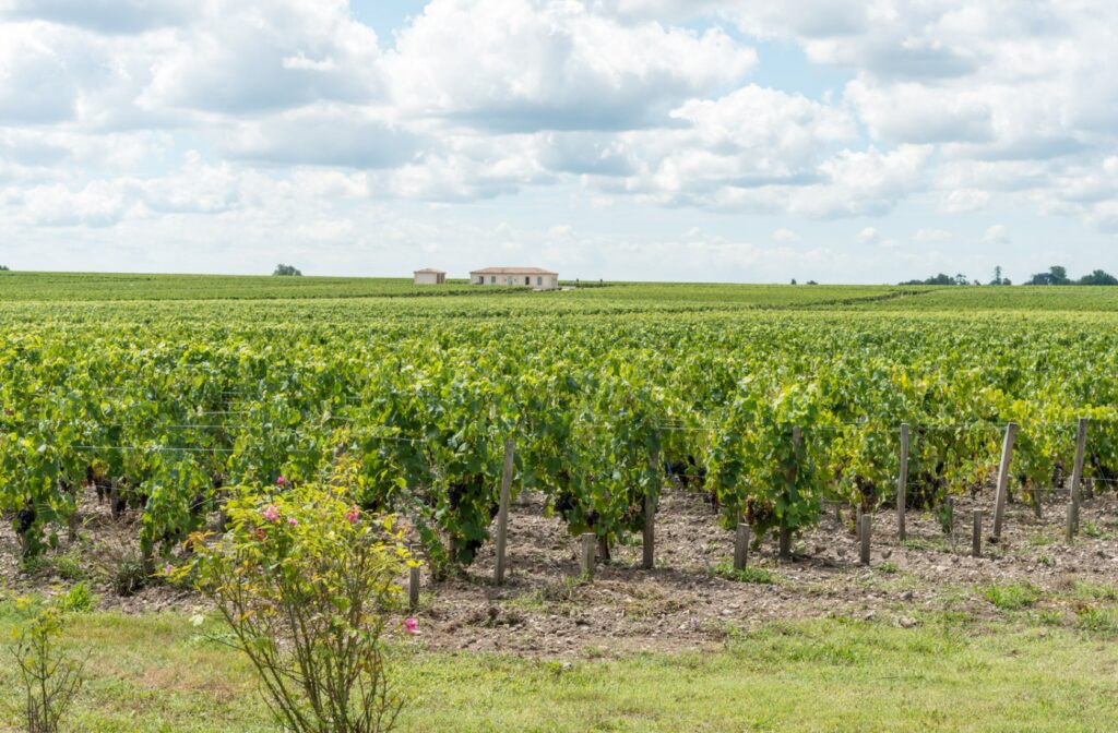 Le Médoc: Terre de Grands Crus