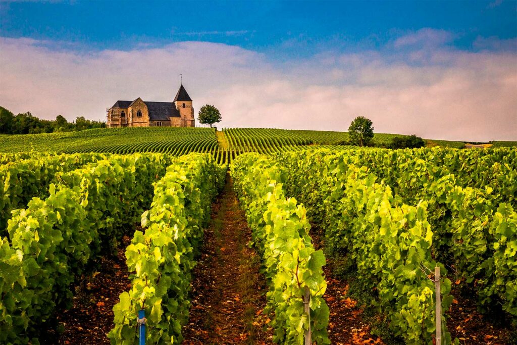 Baisse du rendement en Champagne pour les vendanges 2025