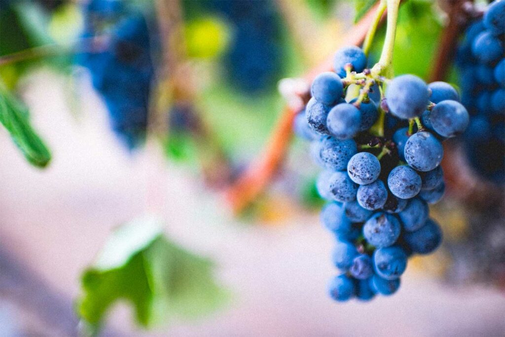 Europe vin