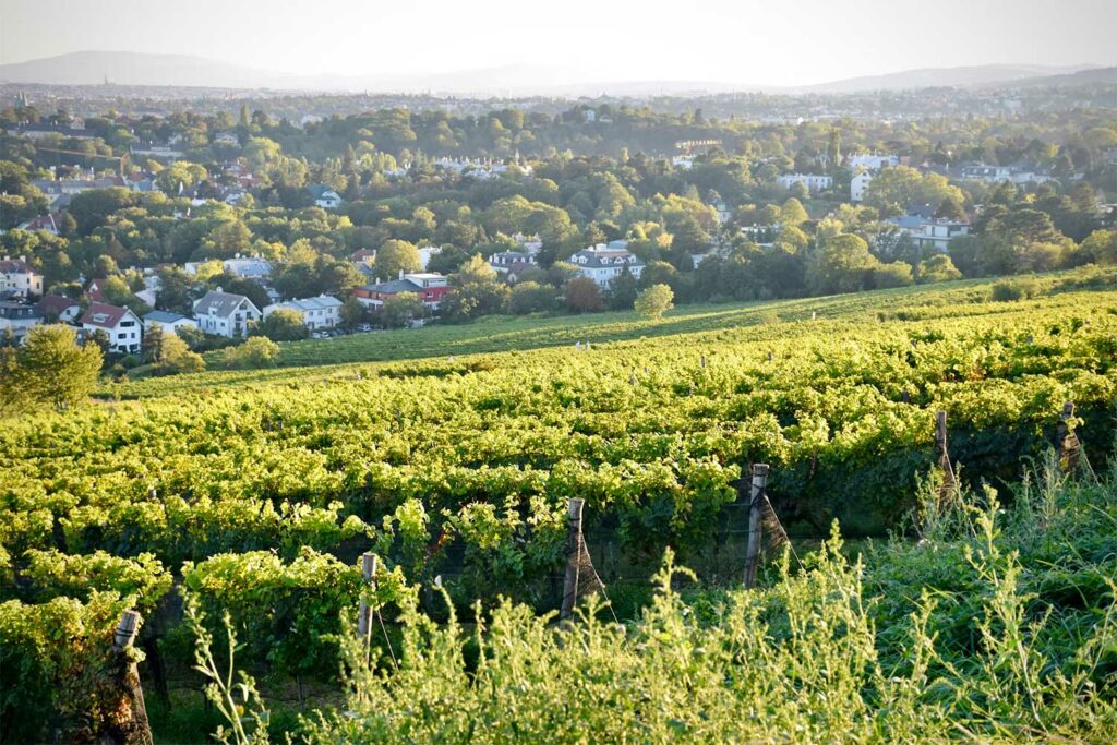 L’Autriche franchit un cap : un quart de ses vignes en bio