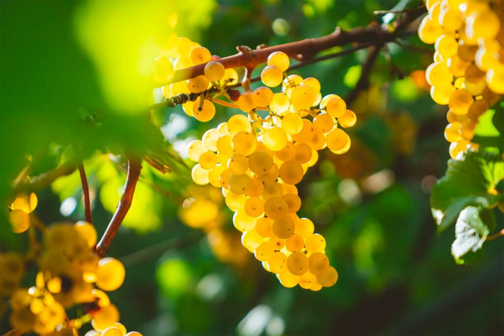 Tout savoir sur le Chardonnay