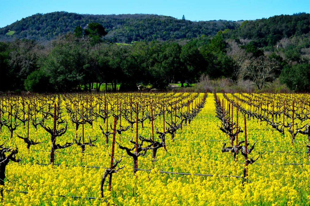 napa valley vs sonoma
