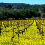 Route des vins