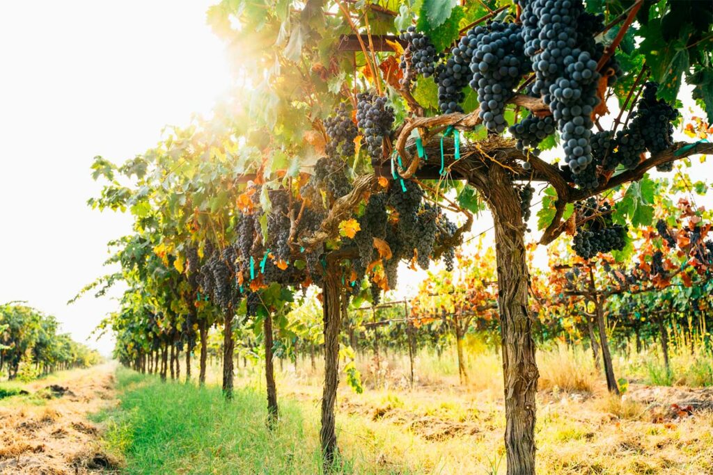 arrachage de vignes