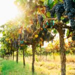 News du vin
