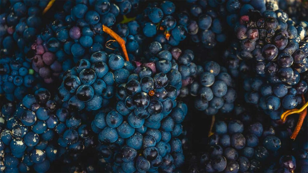 climat vignobles