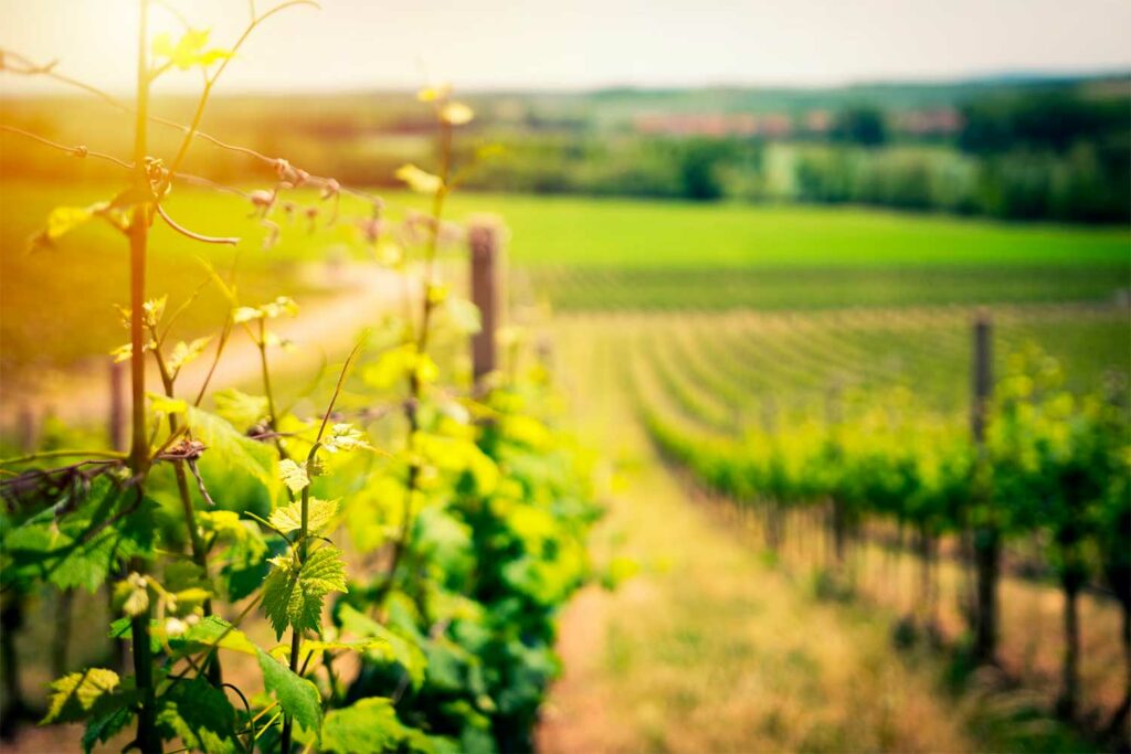 vignobles Bordeaux